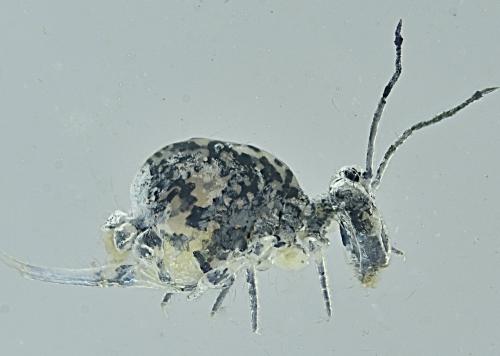 Dicyrtoma dorsosignata
